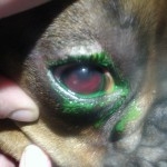 augenstichverletzung-hyphema