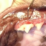 FORLS 3