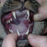 Stomatitis-Gingivitis
