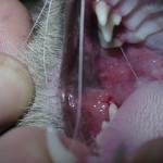 Stomatitis-Gingivitis-Faucitis