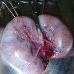 Pyometra-Katze