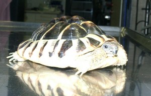 Schildkröte mit Lungeninfekt