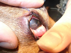 Hornhautverletzung durch den durch eine vorgefallene Nickhautdrüse “Cherry Eye” verursachten Juckreiz.