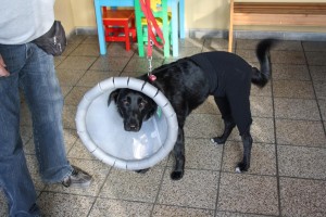 Hund und Besitzer freuen sich über problemlose Wundheilung dank Halskragen