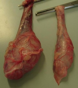 Der normal entwickelte Abgestiegene und der unterentwickelte kryptorchide Hoden eines Hundes. Die Prostatahyperplasie in Folge verursachte blutigen Harnabgang, rezidivierende Harnwegsinfekte und Harnverhalten.