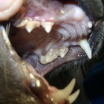 Zwischen Zahnstein und Zahnfleisch ist ein weißer Eitersaum zu sehen