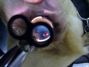 Eine einfache Untersuchung mit dem Otoskop erlaubt z.B. in diesem Fall schon die Diagnose Fremdkörper.