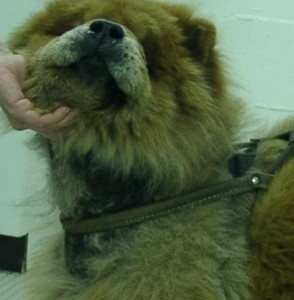 Otitis bei einem Chow-Chow mit Hypothyreose. Die dunklere Haut und das nicht nachwachsende Fell im Bereich des Geschirrs waren den Besitzern zunächst nicht aufgefallen.