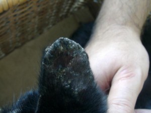 Mit der richtigen Behandlung kann der Pemphigus deutlich beeinflusst und in einigen Fällen geheilt werden.
