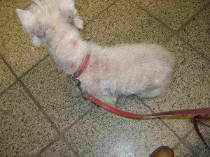 Der Fußbodenbelag täuscht noch über das Außmaß der Veränderungen hinweg. Der Patient ist fast nackt, nur vereinzelt Haare. Die Haut ist entzündlich verdickt manchmal knall rot.