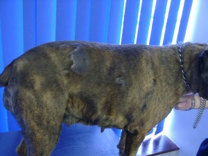 Auch dieser Patient hatte immer wiederkehrende Ohrentzündungen. Auffälliger sind die Seiten-symetrischen haarlosen und dunkler pigmentierten Bereiche in den Flanken. Ursache war eine ovarielle Imbalanz die durch Kastration geheilt werden konnte.